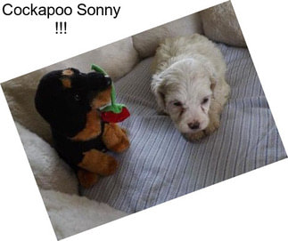 Cockapoo Sonny !!!