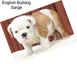 English Bulldog Sarge
