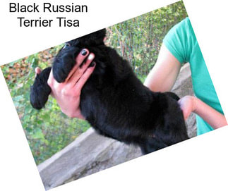 Black Russian Terrier Tisa