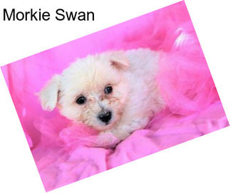 Morkie Swan