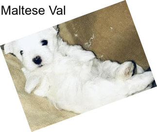 Maltese Val