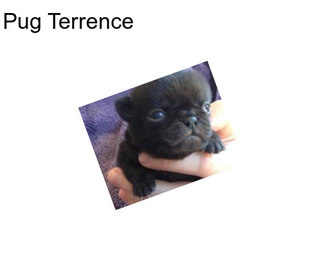 Pug Terrence