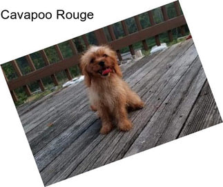 Cavapoo Rouge