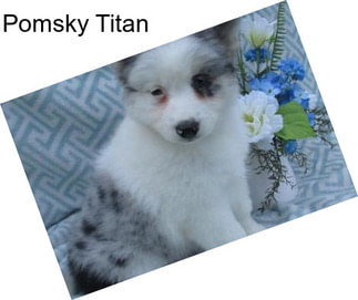Pomsky Titan