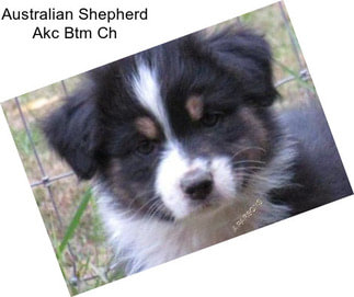 Australian Shepherd Akc Btm Ch