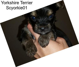 Yorkshire Terrier Scyorkie01