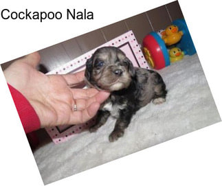 Cockapoo Nala