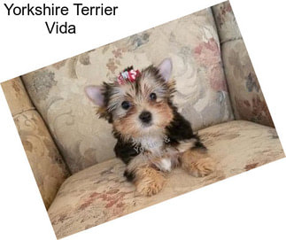 Yorkshire Terrier Vida