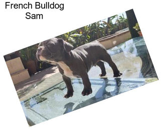 French Bulldog Sam