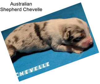 Australian Shepherd Chevelle