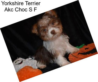 Yorkshire Terrier Akc Choc S F