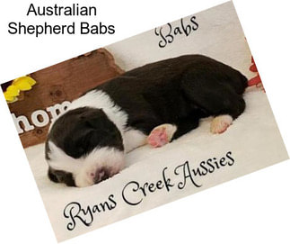 Australian Shepherd Babs
