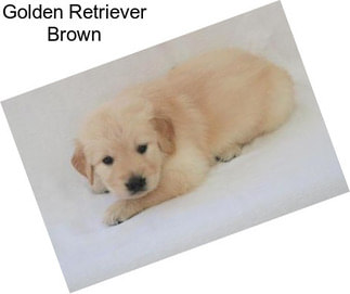Golden Retriever Brown