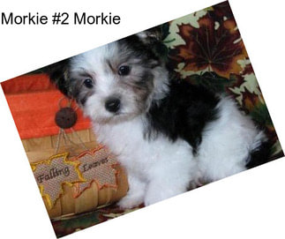 Morkie #2 Morkie