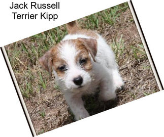 Jack Russell Terrier Kipp