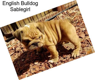 English Bulldog Sablegirl