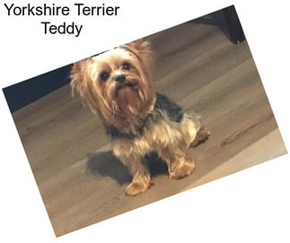 Yorkshire Terrier Teddy