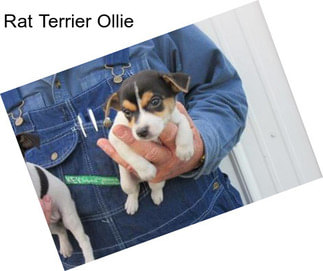 Rat Terrier Ollie