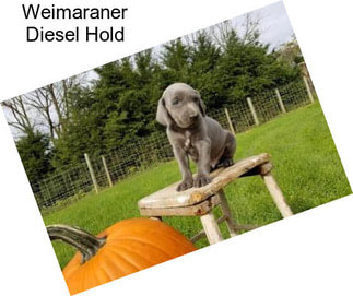 Weimaraner Diesel Hold