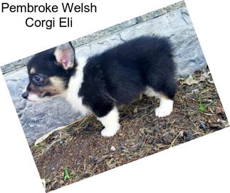 Pembroke Welsh Corgi Eli