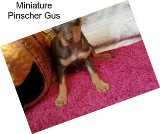 Miniature Pinscher Gus