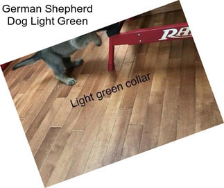 German Shepherd Dog Light Green