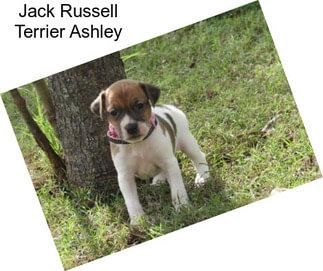 Jack Russell Terrier Ashley