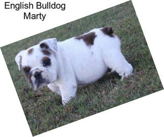 English Bulldog Marty