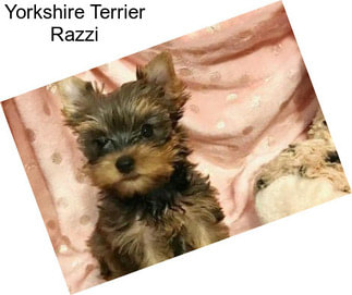 Yorkshire Terrier Razzi