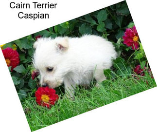 Cairn Terrier Caspian