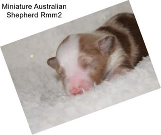 Miniature Australian Shepherd Rmm2