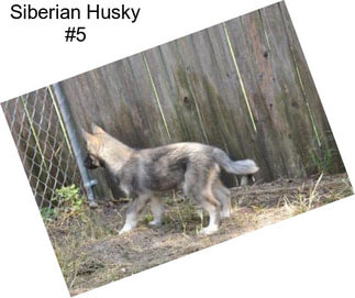 Siberian Husky #5