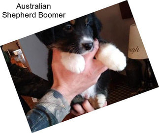 Australian Shepherd Boomer