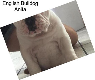 English Bulldog Anita