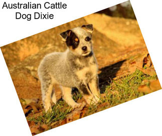 Australian Cattle Dog Dixie