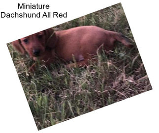Miniature Dachshund All Red