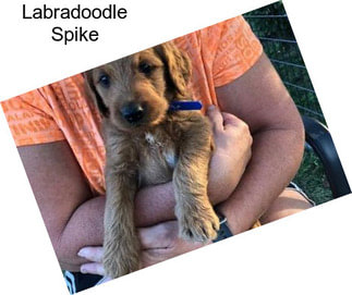 Labradoodle Spike