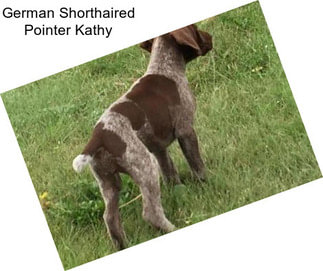German Shorthaired Pointer Kathy