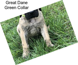 Great Dane Green Collar