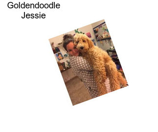 Goldendoodle Jessie