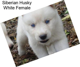 Siberian Husky White Female