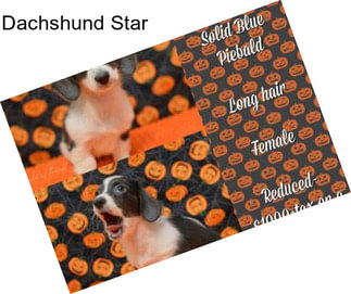 Dachshund Star