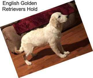 English Golden Retrievers Hold