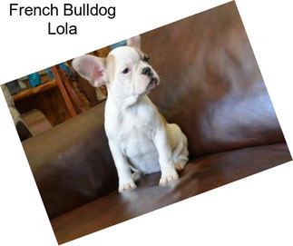 French Bulldog Lola