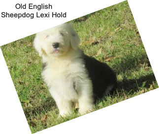 Old English Sheepdog Lexi Hold