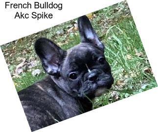 French Bulldog Akc Spike