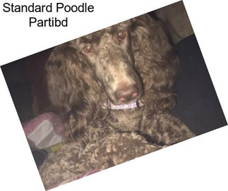 Standard Poodle Partibd