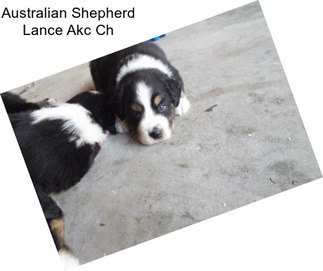 Australian Shepherd Lance Akc Ch