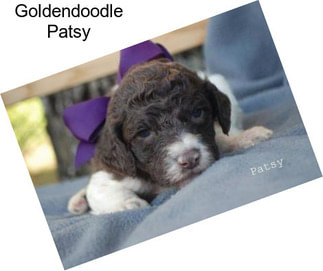 Goldendoodle Patsy