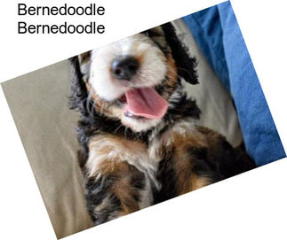 Bernedoodle Bernedoodle